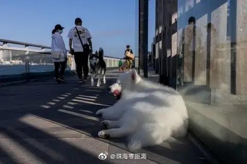 香港现全球首宗宠物狗感染新冠案例， 很可能由人类传染