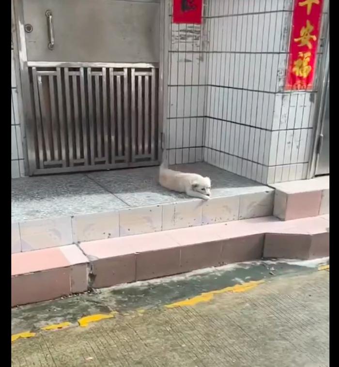 主人搬家便把狗遗弃，又被车撞后趴在楼下守着抽搐，幸运遇上好人