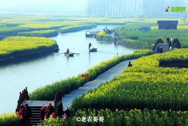 生长在水上的油菜花海，即将结束花期，错过再等一年！