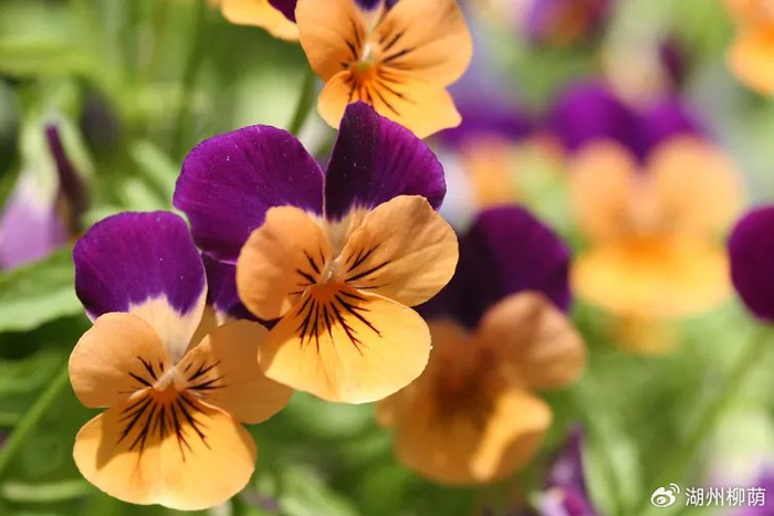 三色堇的功效与作用 w700d1q75cms.jpg