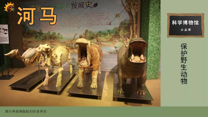 ″河中之马″是希腊人对河马的称呼，古埃及人则称它为″河中之猪″。