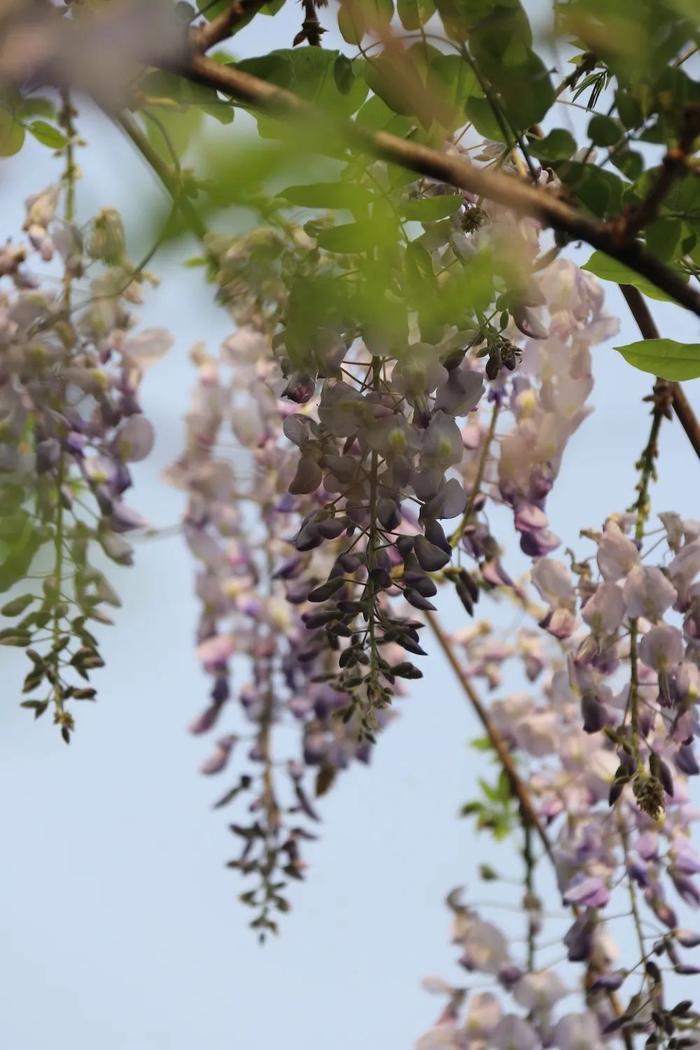今天，安静地看一株紫藤花