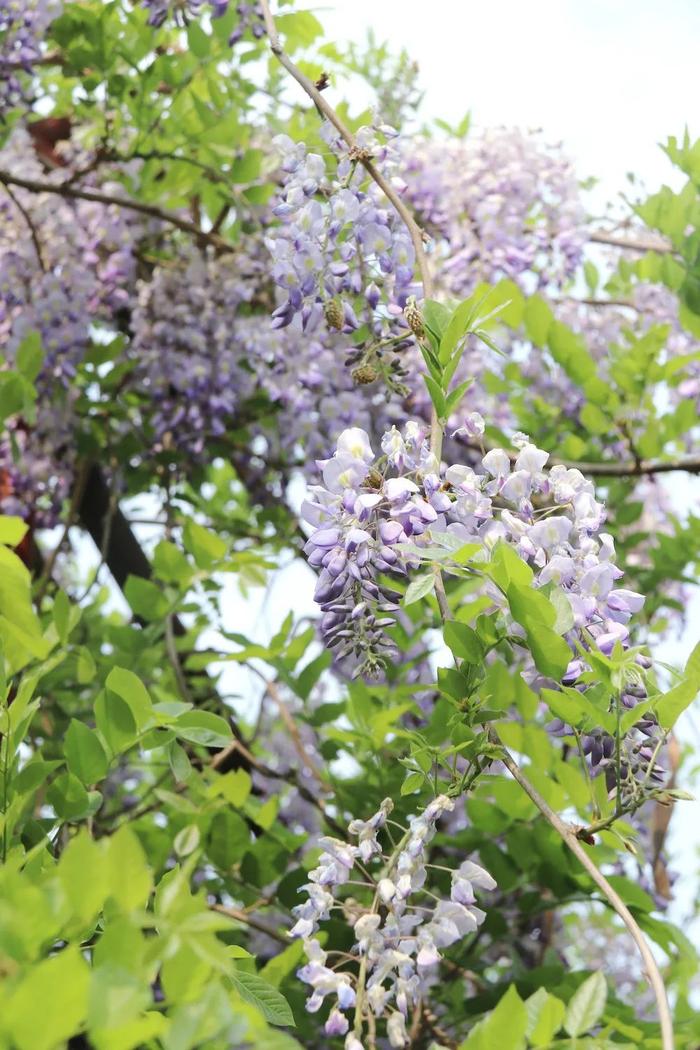 今天，安静地看一株紫藤花