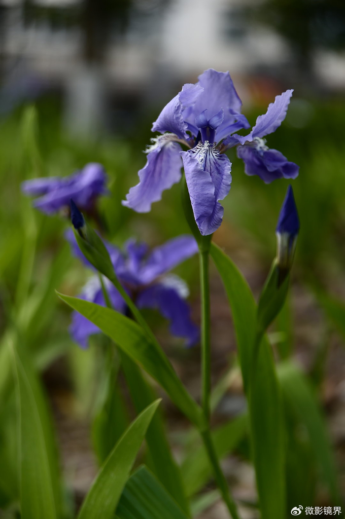 争议焦点揭秘：阿拉后花园与上海年轻人休闲娱乐新去处