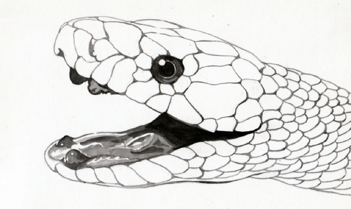 美国男子烧火驱蛇却烧了百万美元的房子，消防队：蛇可...