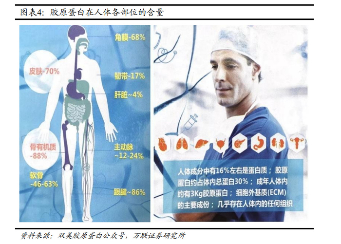 医用生物敷料栓怎么用胶原蛋白行业研究报告：胶原新生，千亿赛道未来可期_https://www.jmylbn.com_新闻资讯_第1张