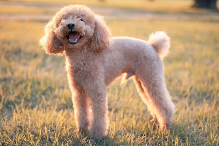 四季贵宾犬标准型、迷你型和玩具型全面科普（四季贵宾怎么样）