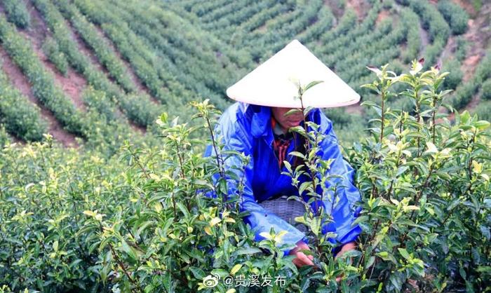 来贵溪这里，邂逅美丽茶山