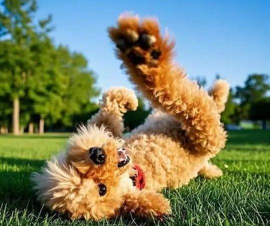 四季贵宾犬标准型、迷你型和玩具型全面科普（四季贵宾怎么样）