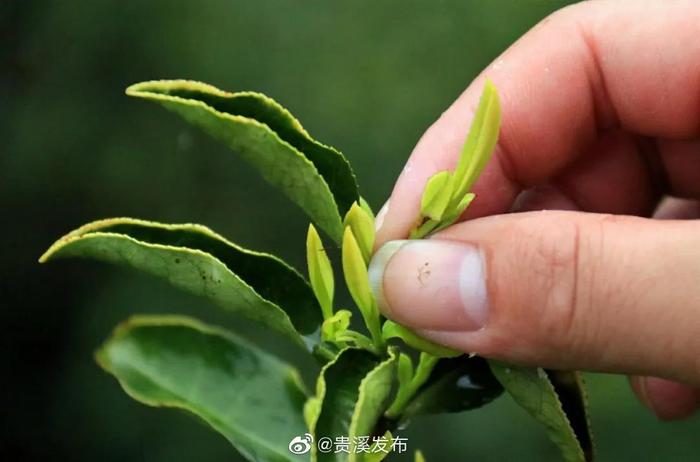 来贵溪这里，邂逅美丽茶山