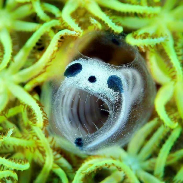 Skeleton Panda Sea Squirts