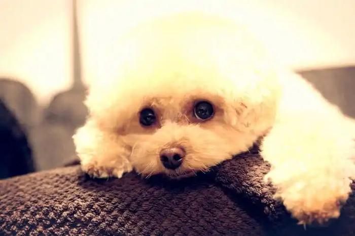 四季贵宾犬标准型、迷你型和玩具型全面科普（四季贵宾怎么样）