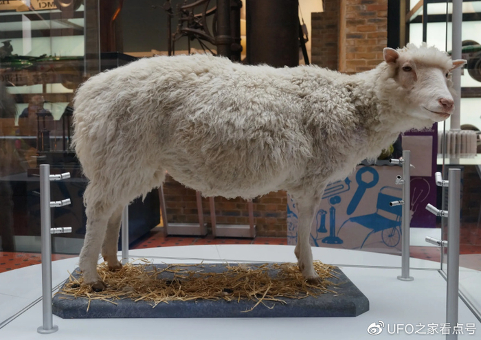 为什么现在很少提克隆了？因为克隆动物都短命，是端粒...