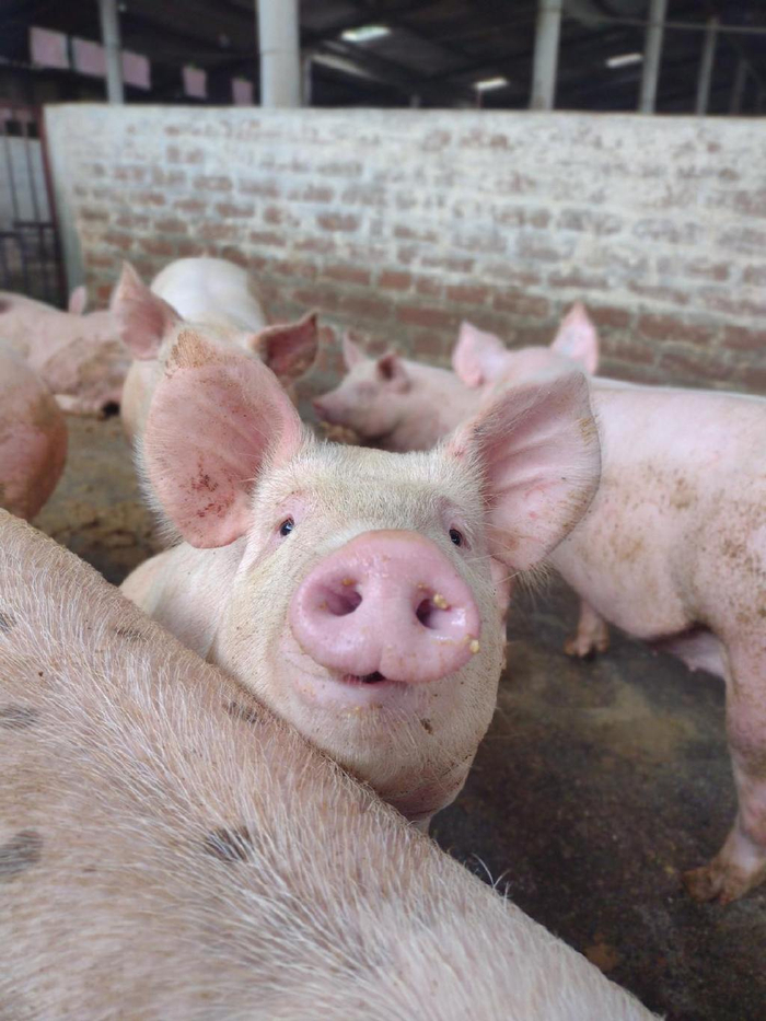 最新猪价 广东 w700d1q75cms.jpg