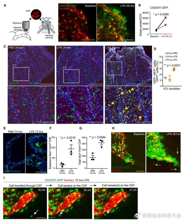 什么是美国左翼文学？又如何分析复杂性？...