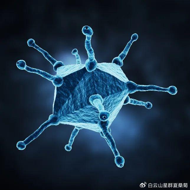 为何今夏腺病毒感染增多 新浪网