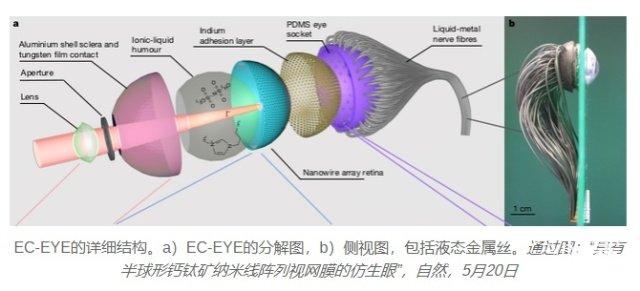 盲人的福音！“仿生眼”问世，或用于恢复失明人士的视力