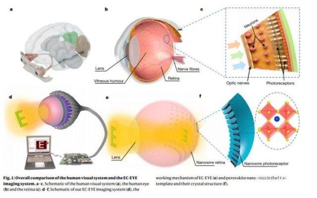 盲人的福音！“仿生眼”问世，或用于恢复失明人士的视力