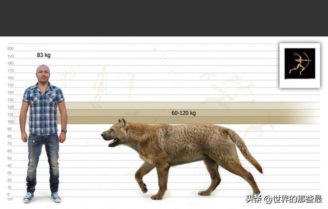 史上最大的犬科动物：比灰狼大一圈，实力比肩剑齿虎