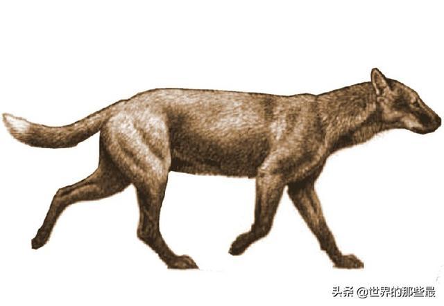 史上最大的犬科动物：比灰狼大一圈，实力比肩剑齿虎