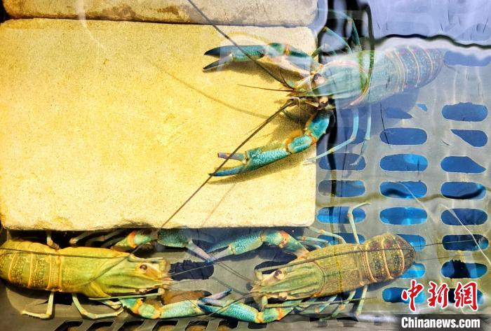 阿拉尔纺织厂就业指南 哪个纺织厂待遇最好