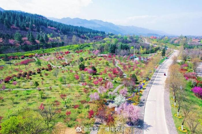 干货满满（西安哪有花海）花海盛宴西安赏花季赏花攻略，
