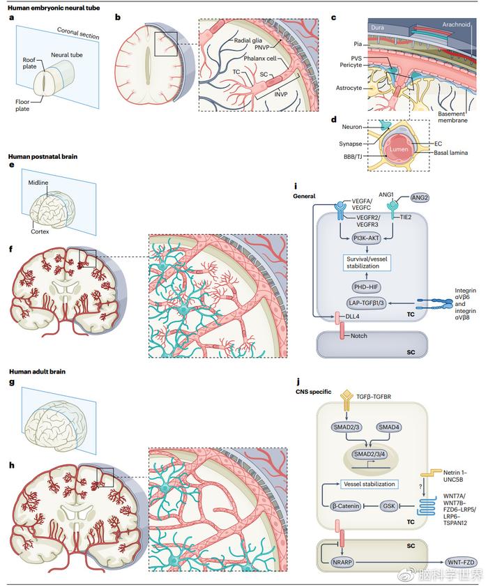 Nat Rev Neurosci重要综述：脑血管系统研究进入单细胞时代