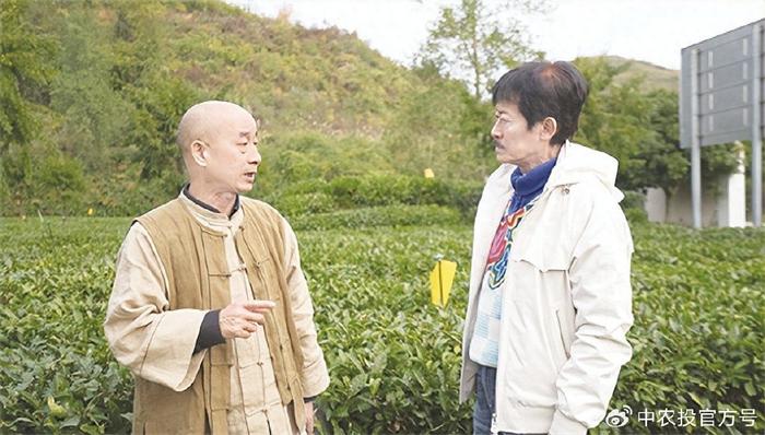品千年茶韵 赋乡村振兴 ——探秘保靖黄金茶的“琥珀奇迹”