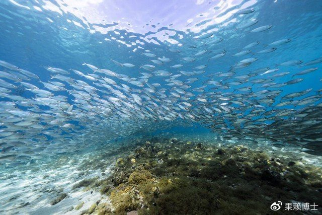 广东鱼群跳上岸现象 动物能否预测地震真相