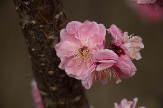 赏梅花风骨 祛瘟疫阴霾