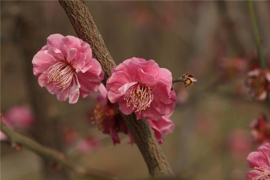 赏梅花风骨 祛瘟疫阴霾