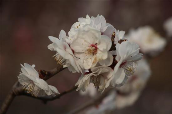 赏梅花风骨 祛瘟疫阴霾