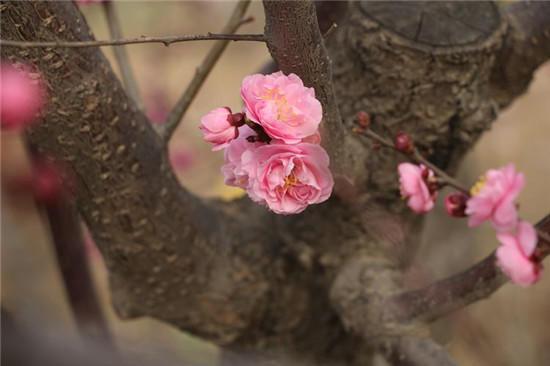 赏梅花风骨 祛瘟疫阴霾