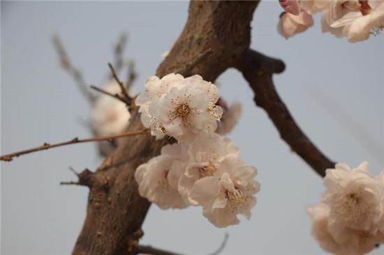 赏梅花风骨 祛瘟疫阴霾