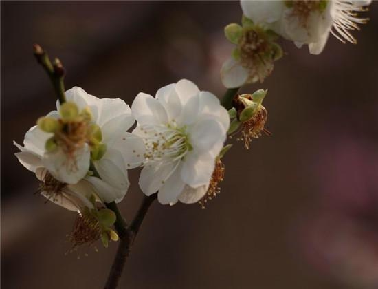 赏梅花风骨 祛瘟疫阴霾