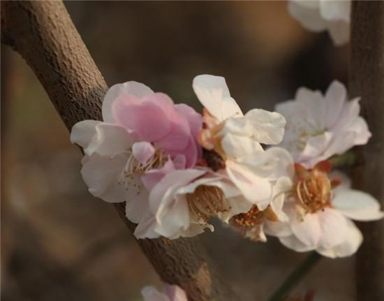 赏梅花风骨 祛瘟疫阴霾