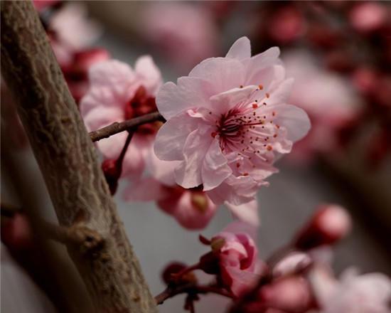 赏梅花风骨 祛瘟疫阴霾