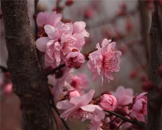 赏梅花风骨 祛瘟疫阴霾