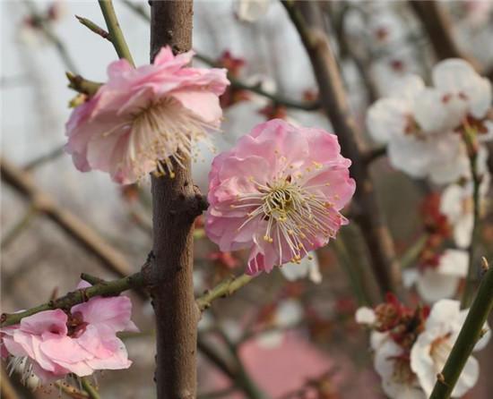 赏梅花风骨 祛瘟疫阴霾