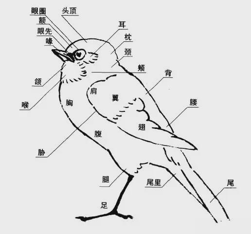七种鸟禽的写意画法，简单易学