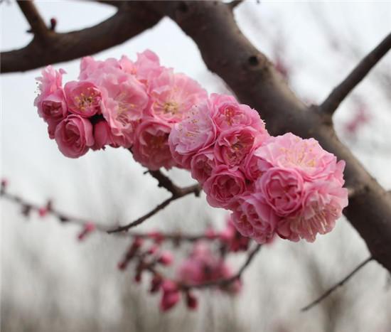 赏梅花风骨 祛瘟疫阴霾