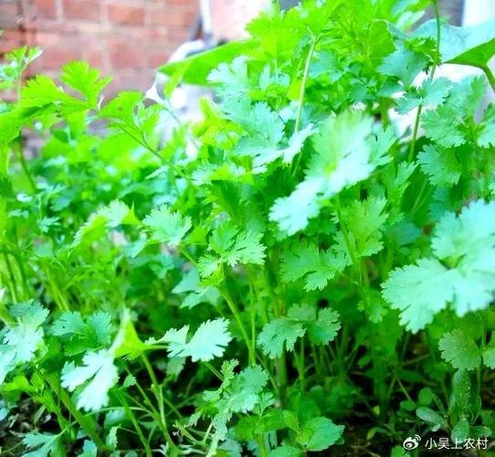 几月份种香菜长得快 w700d1q75cms.jpg