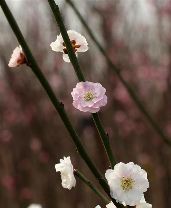 赏梅花风骨 祛瘟疫阴霾