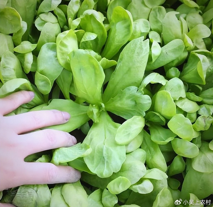 啥菜能放的时间长点 w700d1q75cms.jpg