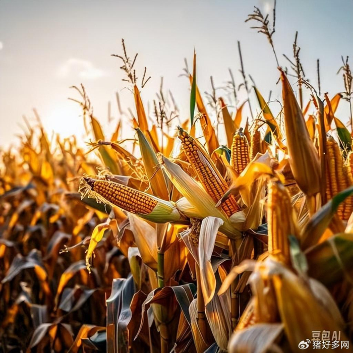 6月生猪出栏量大幅降低10%,猪价上涨22%!下半年猪价如何演变?-六月份猪价怎么样