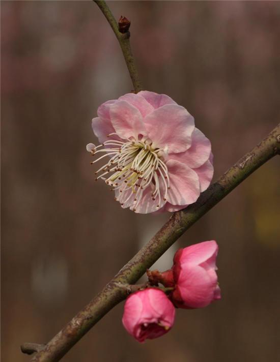 赏梅花风骨 祛瘟疫阴霾