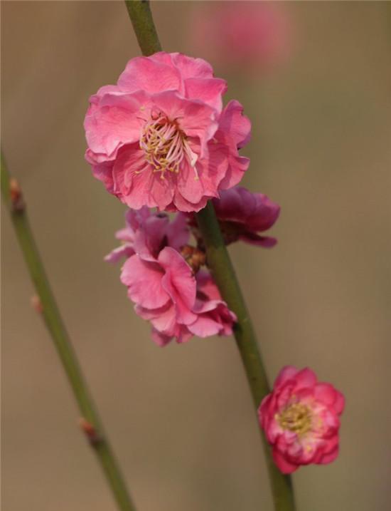 赏梅花风骨 祛瘟疫阴霾