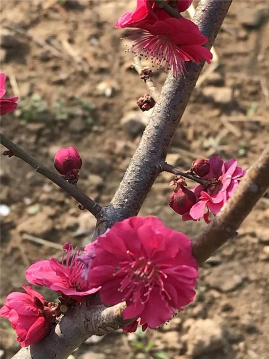 赏梅花风骨 祛瘟疫阴霾