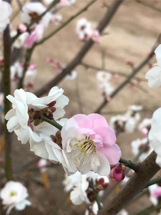 赏梅花风骨 祛瘟疫阴霾