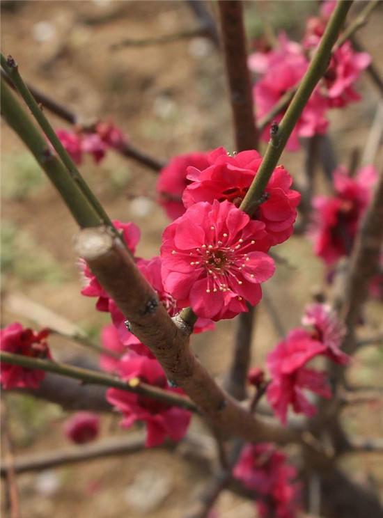 赏梅花风骨 祛瘟疫阴霾